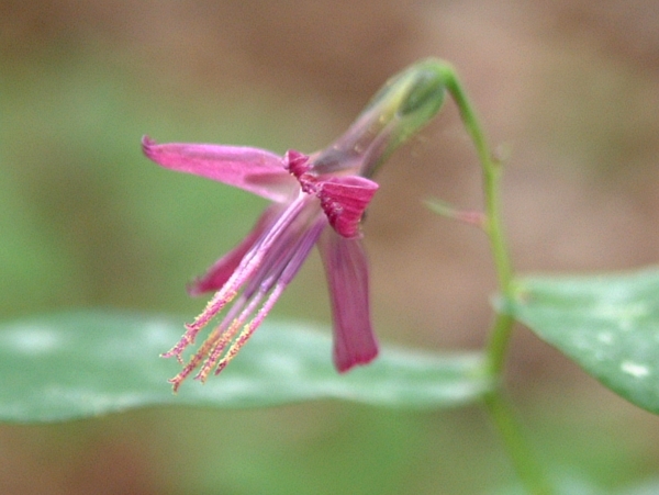 Prenanthes purpurea / Lattuga montana